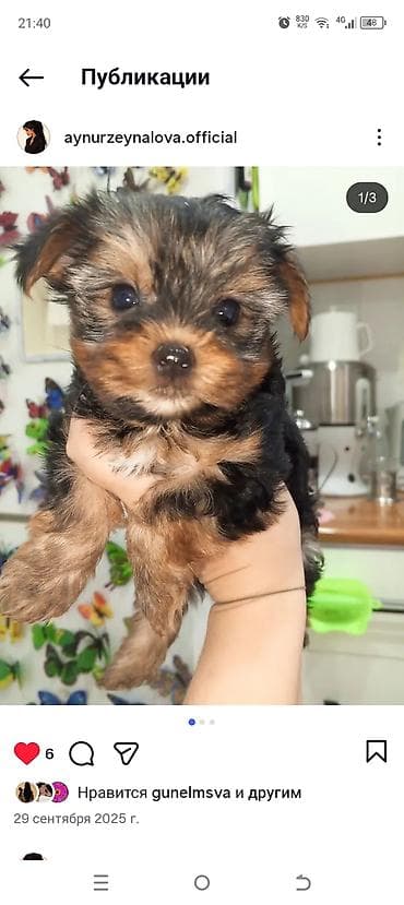 avcarka type 1: Yorkşir teryer, 1 ay — 4