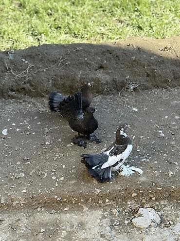 Proton: 3 Dene düşmüş London povlinleri satilir 
Ciddi alicilar yazsin — 1