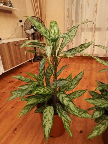 1 ədəd qızılgül: Aglaonema (Çin həmişəyaşıl) otaq bitkisi - Növ: Aglaonema, iri — 6