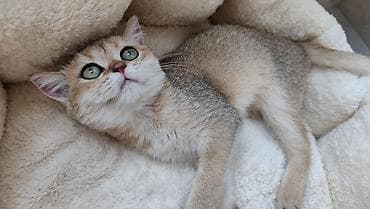 Qızıl şinşilla, Dişi, Yaxşı əllərə, Ödənişli çatdırılma