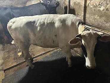 limuzin inek: Super duye dogmamis cinsdən ağ-qara ləkəli inək. Orta ölçülü buynuzlu — 2
