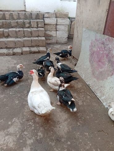 İtlər: Musk ördəkləri (indiye qədər “indo-ördəyi” kimi tanınır) - Şəkillərdə — 3