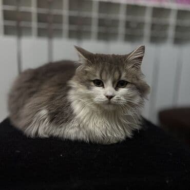 Digər heyvanlar: Britan, Dişi, Yaxşı əllərə, Rayonlara çatdırılma — 3