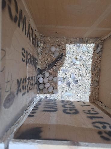 cunqarik qəfəs: Korella papuqayları üçün tam dəst qəfəs - İki ədəd yem və su qabı — 2