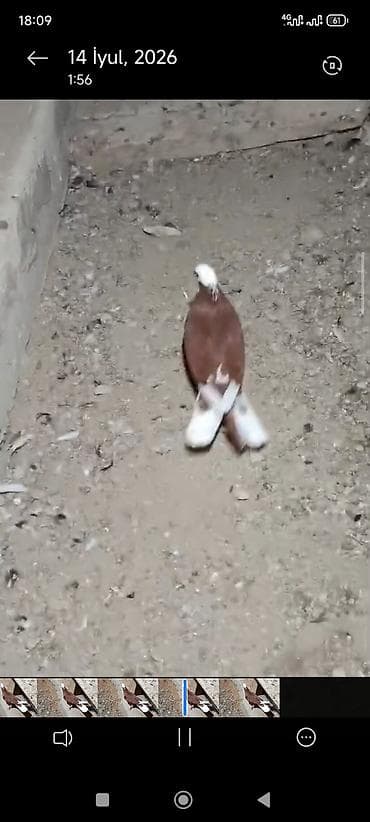 ucuz quslar: Hazır cutduler bala alinib .cütü 80;manat video var ireal aliciya — 1