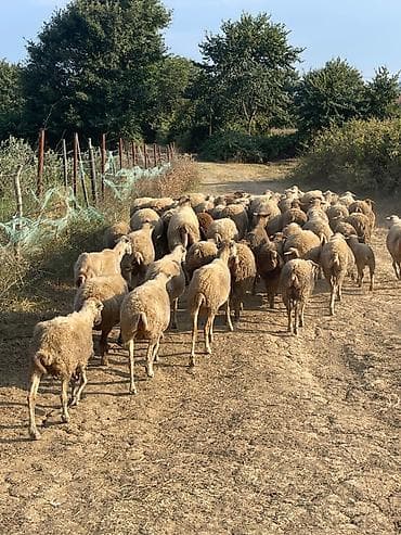 quba heyvan satışı: 50 əd qoyun qoç qarışıq topdan qiymətə verirəm hamısnı birdən ciddi — 2