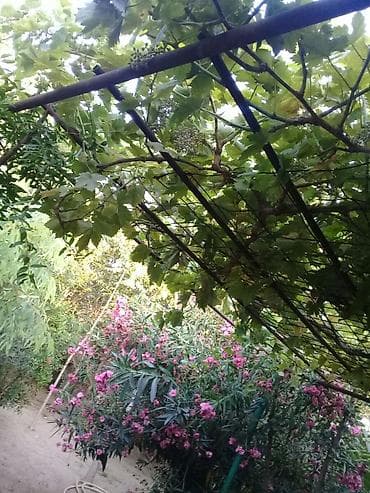 Otaqlar: Tikinti, Mülkiyyətçi — 2