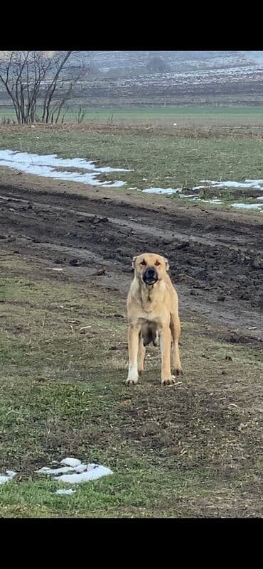 en ucuz itler: Qurdbasar, 2 ay, Dişi — 2