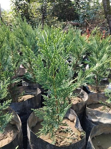 bitki toxumlari: Leylandra şitilləri – həmişəyaşıl, sürətlə böyüyən dekorativ — 10