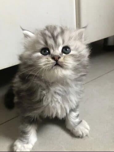 tap az kt heyvanlar: 100 ile 400 arasi cins saf qan saqlam pisiklerimiz var sekilde olmayan — 3