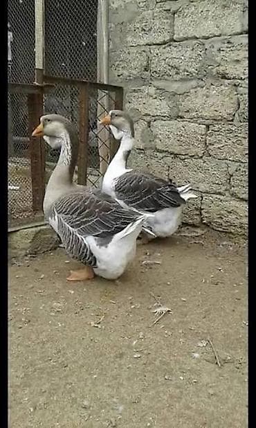 bramo toyuqlari satisi: XARMAQOL QAZ BALALARI SATILIR — 2