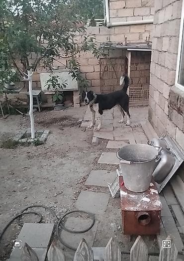 it parodalari: 8 месяцев, Самка, С прививками, Самовывоз — 2