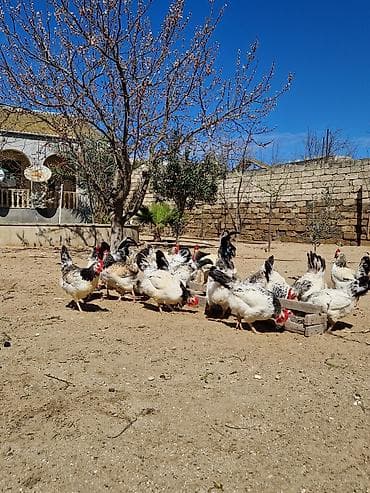 çöl toyuğu: Toyuq, Damazlıq — 1