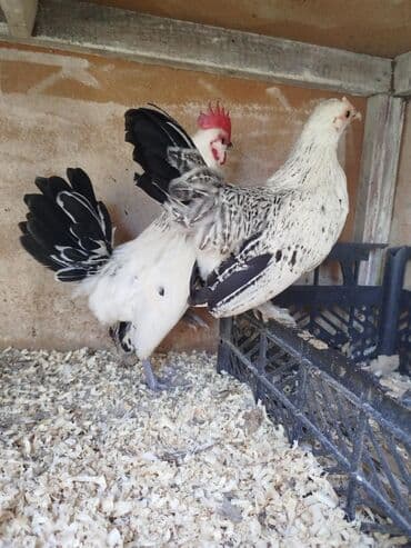 мейн кун купить в баку: Bir cüt Serbirst Yaponka satılır sağlam heyvanıardı cütü 30 manat — 3