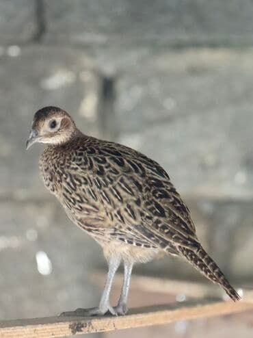 lavanda lal ordəklər: Qirqovul balalari satilir 3 4 5 ayliqBu, qəfəs şəraitində saxlanılan — 1