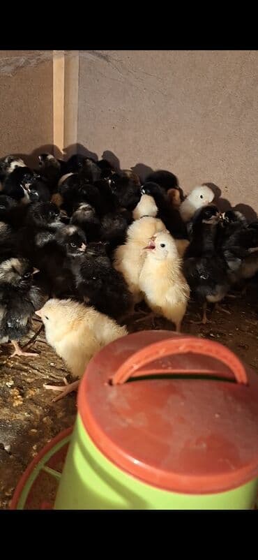 cucələrin satışı: Toyuq cücələri, Damazlıq — 2