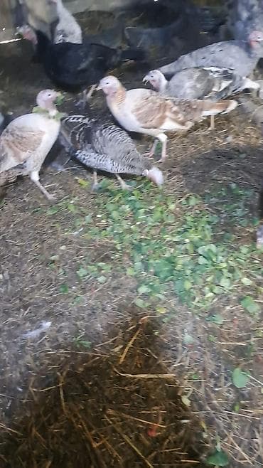 keci seki: Hinduşka sürüsü satılır – müxtəlif rəng və ölçülərdə. Şəkillərdə həm — 3