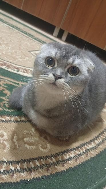 Şotland, Erkək, Cütləşmə üçün, Pulsuz çatdırılma