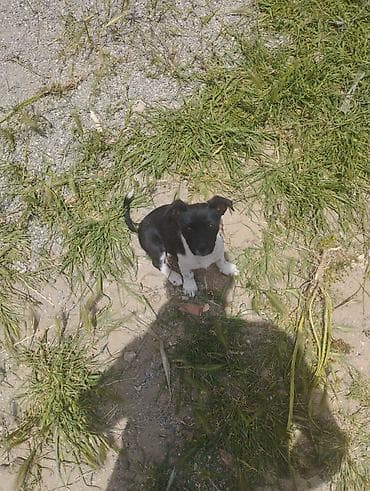 xaski balaca: Zvonok, 1 ay, Dişi, Cütləşmə üçün, Ödənişli çatdırılma — 6