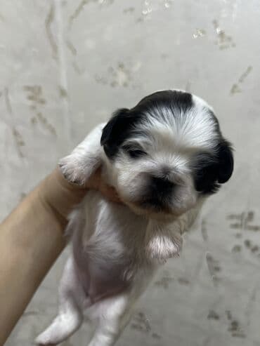 doyus itleri: Pekines, Dişi, Ünvandan götürmə — 8