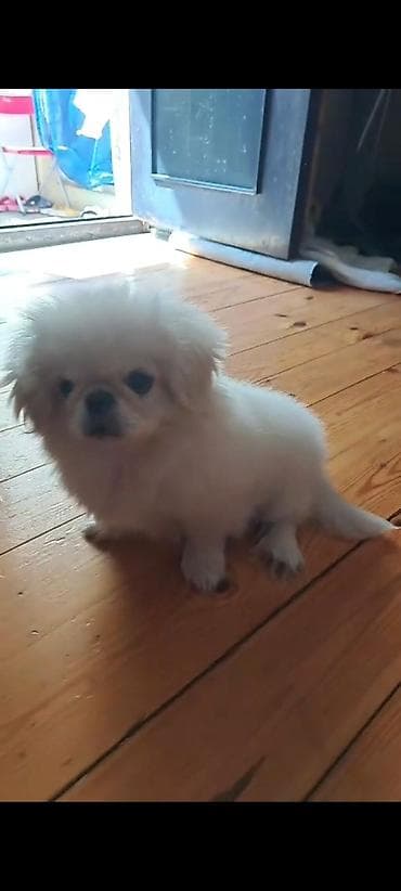 it sahiblendirilir: Pekines, 4 ay, Erkek, Peyvəndli, Ünvandan götürmə, Pulsuz çatdırılma, Ödənişli çatdırılma — 4