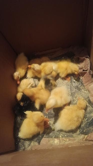 kend toyuqlari satisi: 100 yuxari alana endirim olacaq — 3