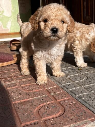 İtlər: Pudel, 2 ay, Erkek, Peyvəndli, Ödənişli çatdırılma — 8