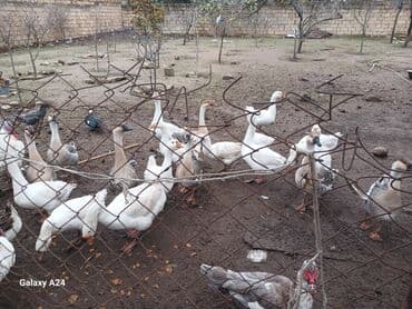 cins inekler: Erkək, Damazlıq — 3