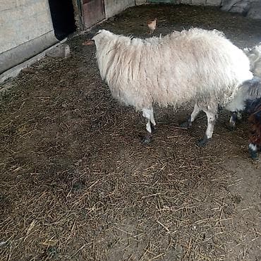 cücə və xoruz: Erkək, il: 4, Ətlik, Damazlıq, Ödənişli çatdırılma — 2