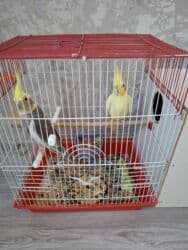 cuce qefes: Cut karella 1 yaslrindadilar. tam saglamdilar. yaxsi baxmisam. sadece — 5