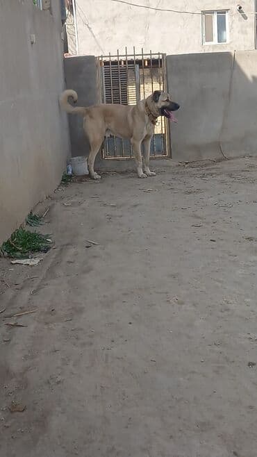 отдам собаку в хорошие руки: Qurdbasar, 2 il, Erkek — 7