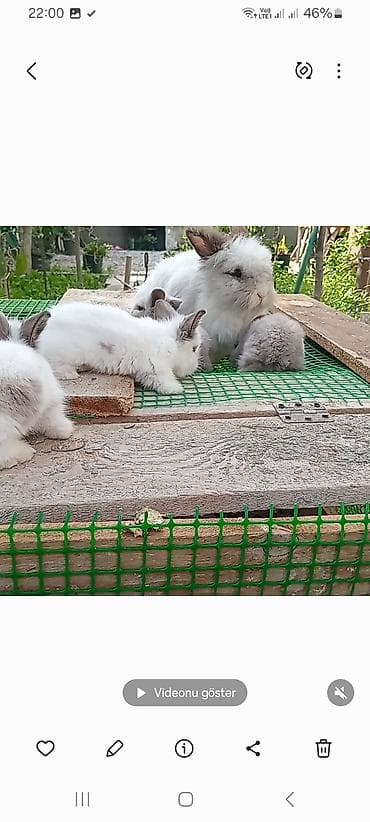 gence toyuq satisi: Angora tipli xırda dekorativ dovşan balaları. satılır. 25 m — 4