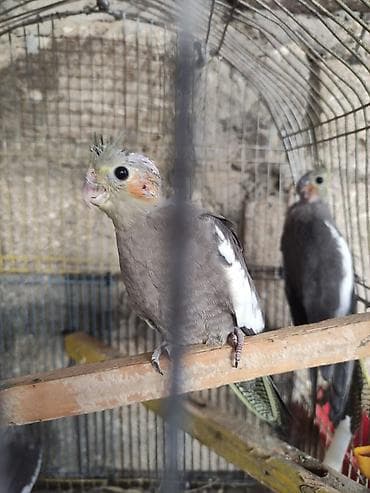 qus sesleri: Nimfa (cockatiel) papağanları – boz-çəhrayı rəng çalarları, yanaqlarda — 4