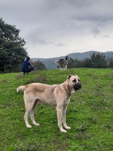 ari mumu satilir: Kanqal — 4