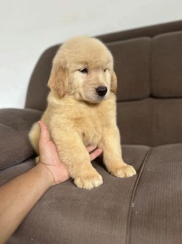 meydan itləri: Retriever, 2 ay, Erkek, Sənədli, Ödənişli çatdırılma — 6