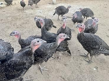 yorga at satilir: 46 Ədəd Ana Altından Çıxan Amerika-Bronz Hinduşkalar Satılırlar — 6
