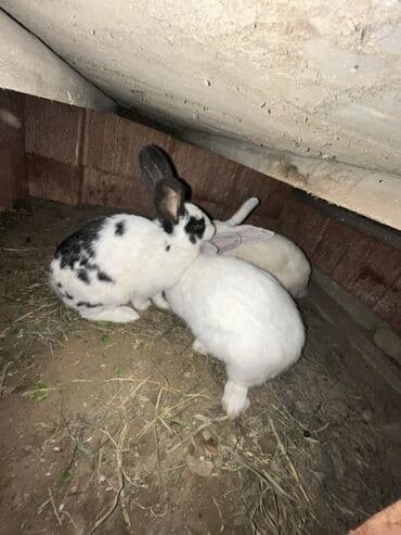 dovsanlar: Salam herr qiymete dovşanım var erkey dişi boğaz her boyda her sortda — 8