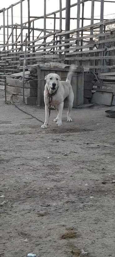 Aş qazanı: Alabay, Peyvəndli — 2