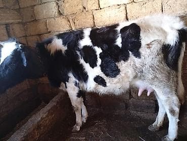 Inəklər, öküzlər: 1gündür doğub balası dişidir birinci qarinadir — 2