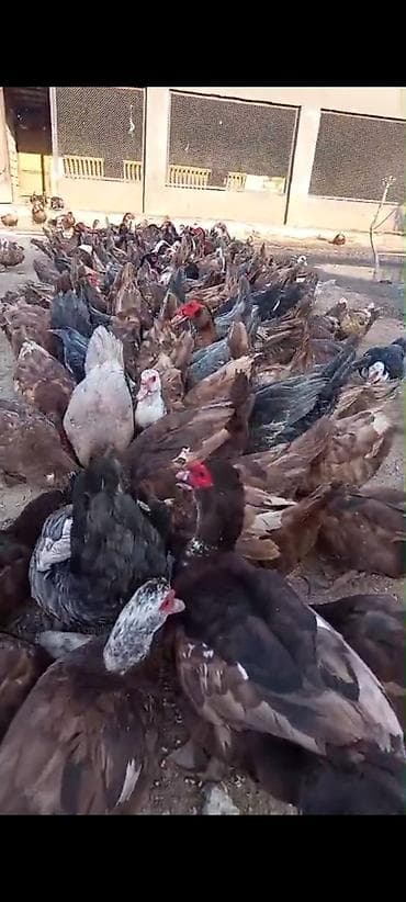 tüklü itler: Musk ördəyi balaları (ləpələr) - Cins: Musk/Muscovy ördək - — 4