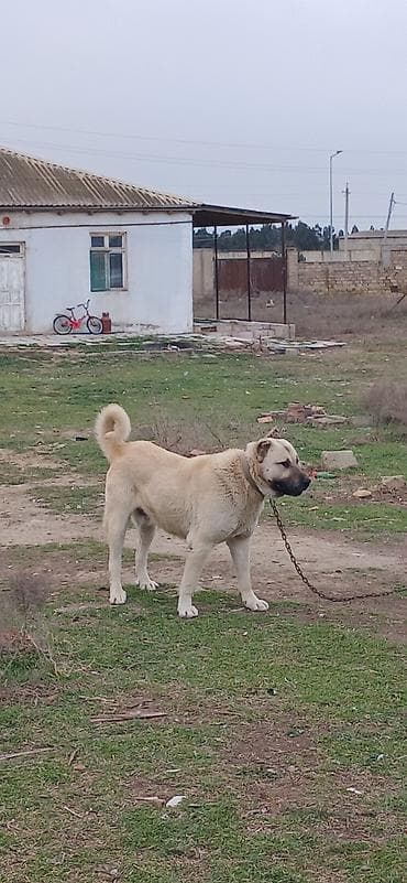 satiliq itler: Kanqal, 2 il, Erkek — 4