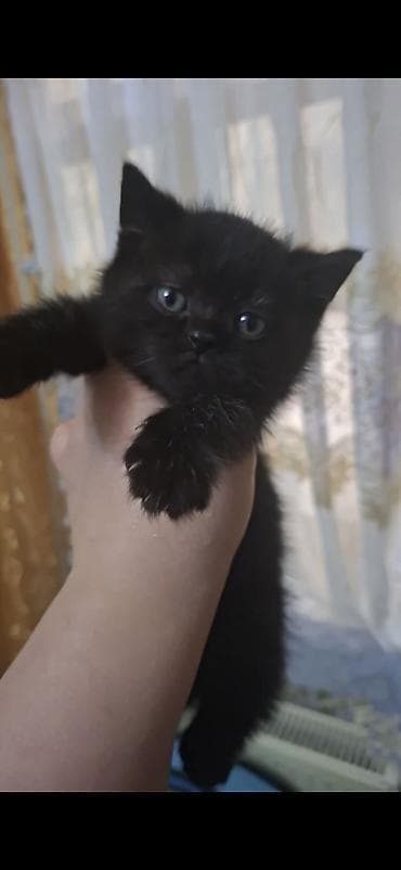 Tam qara tüklü balaca pişik balası - Cins: ev pişiyi (qara rəngli) -