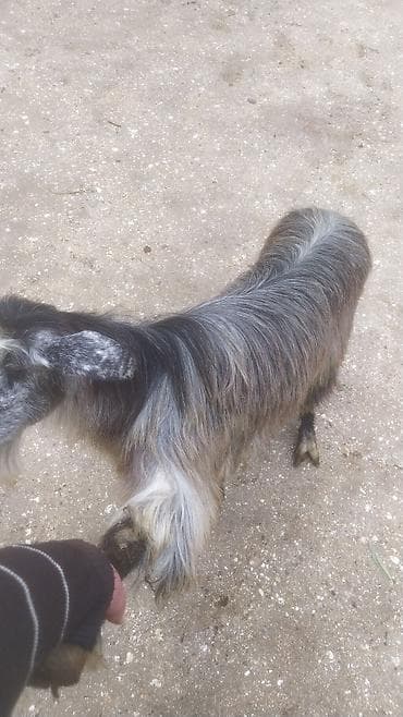 coban iti haqqinda melumat: Məhsul: Qoyun-keçi təsərrüfatı üçün keçi Xüsusiyyətlər: - Uzun və sıx — 2