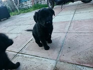 qara avstralorp: Peyvəndli — 3