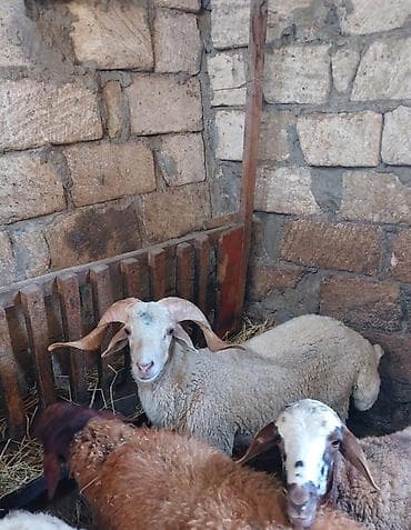 ucuz quzu: Allah kesdırdıyınız qurbanları qebul etsın . Qız qapısı ucun ag — 1