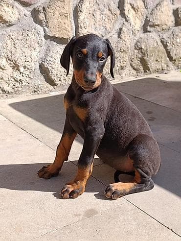 Doberman, Peyvəndli — 8