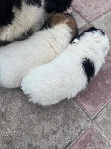 Gəmiricilər: 3 ay, Peyvəndli — 3