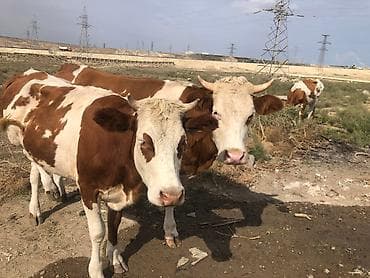 Fermada işçi tələb olunur. Ümumi 35 baş iribuynuzlu inək və danalardı