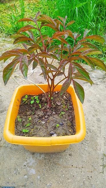 novruz gülü: Pion gülü CORA STUBBS– iki rəngli, iri, ətirli güllər - Növ — 3