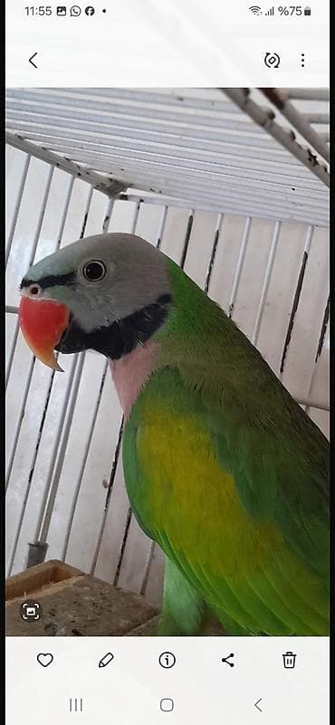 Попугаи — 1